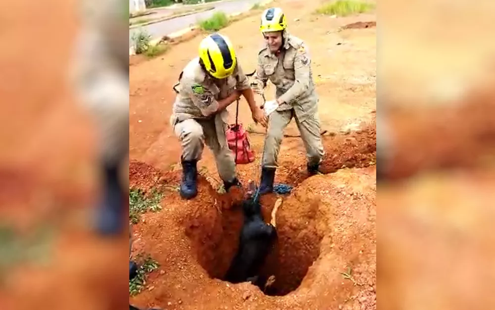 Cães são resgatados após caírem em buraco e ficarem com parte do corpo coberto de água