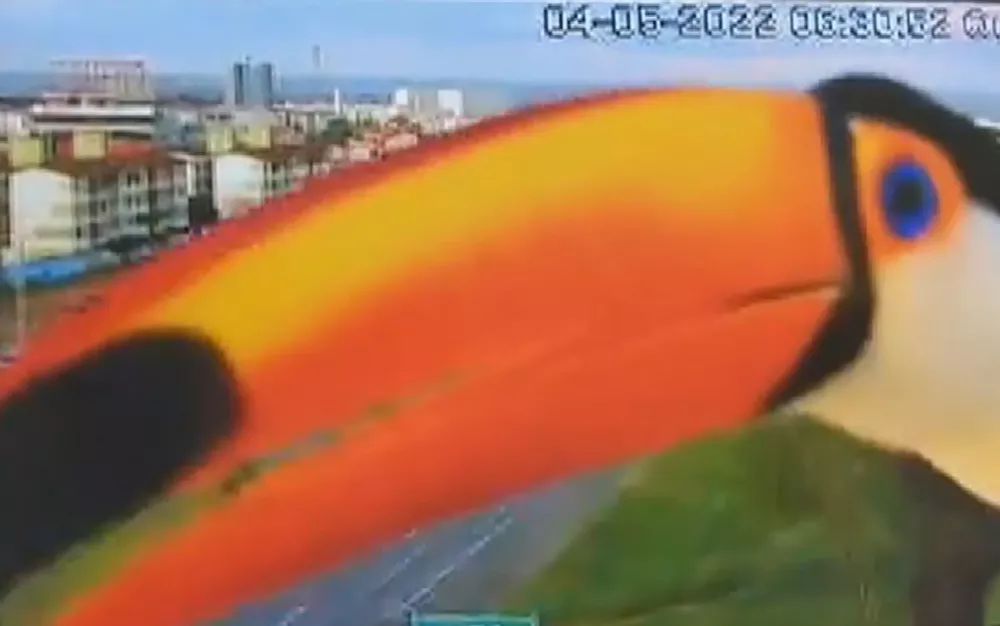 Tucano pousa em frente a câmera de monitoramento de rodovia, em valparaíso de goiás; vídeo