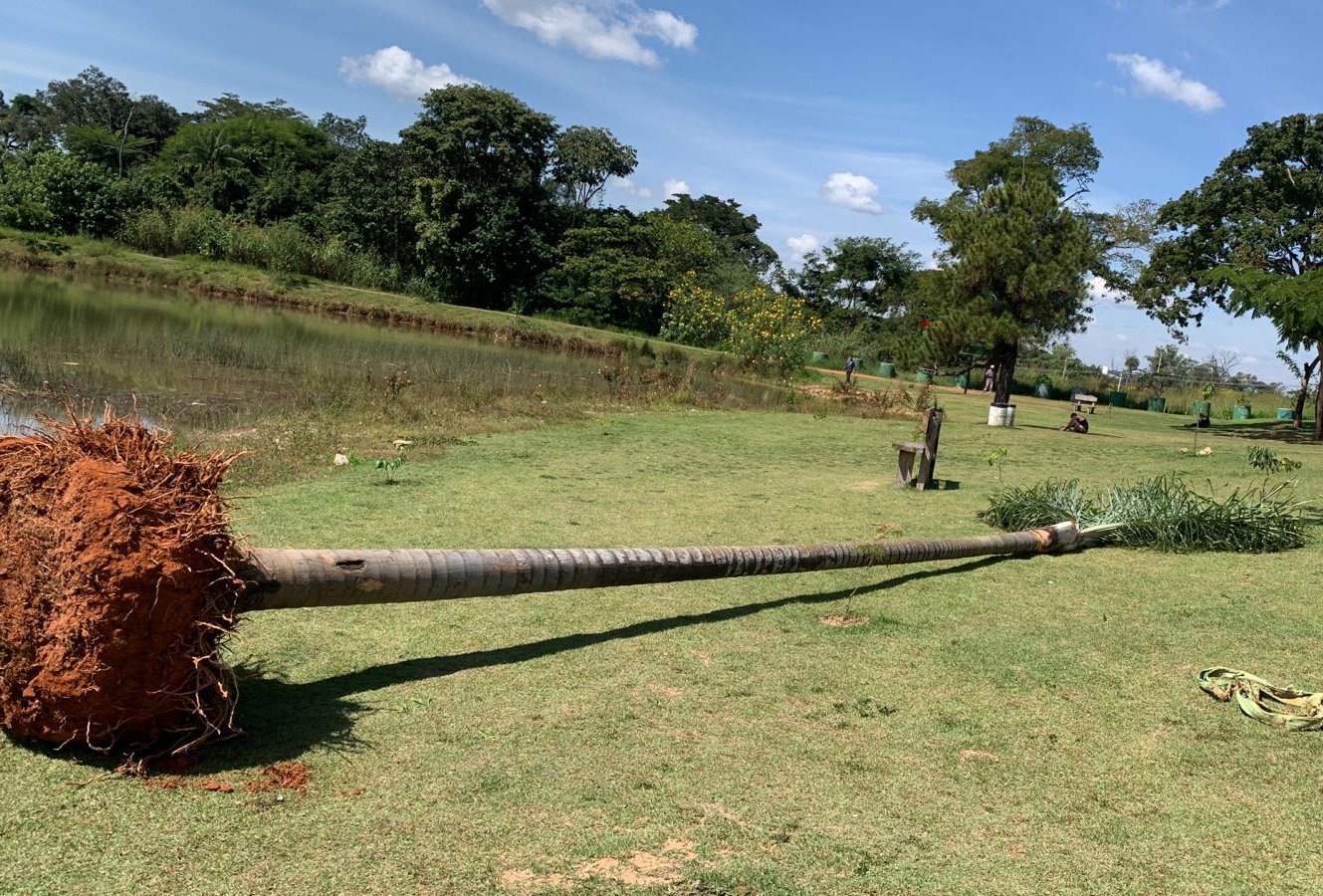 SECRETARIA DE MEIO AMBIENTE REALIZA TRANSPLANTE DE PALMEIRA